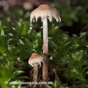 Cystolepiota sp.