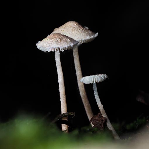 Cystolepiota sp., Tasmania, fungi