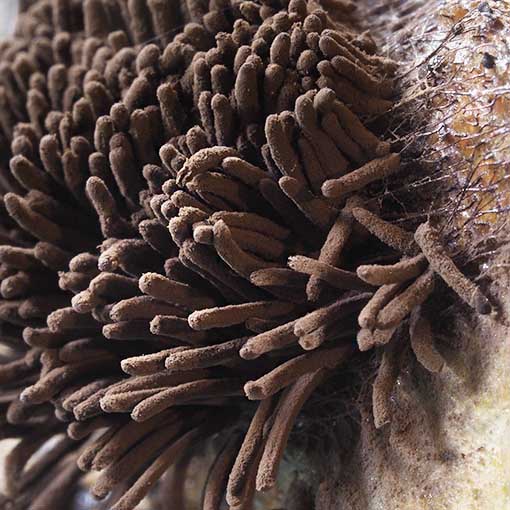 Stemonitis fusca, fungi, Tasmania