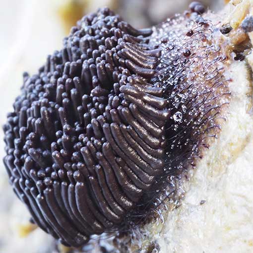 Stemonitis fusca
