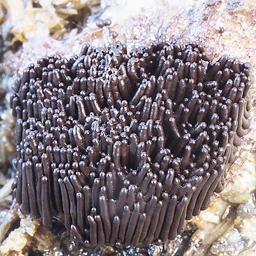 Stemonitis fusca