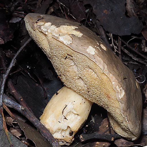 Tylopilus ‘sandy’, fungi, Tasmania