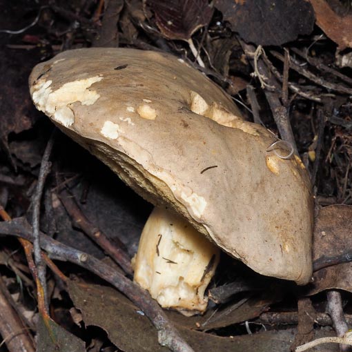 Tylopilus ‘sandy’, fungi, Tasmania