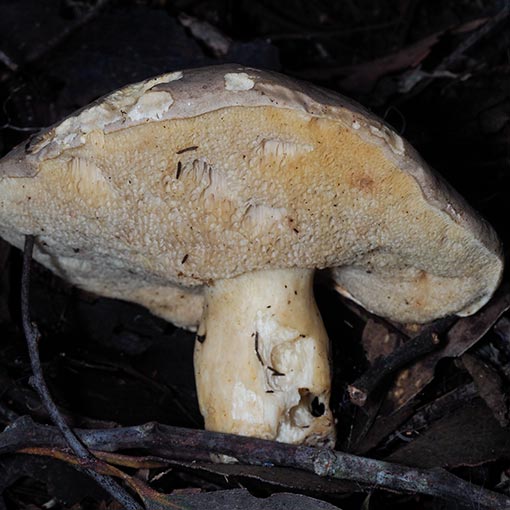 Tylopilus ‘sandy’, fungi, Tasmania