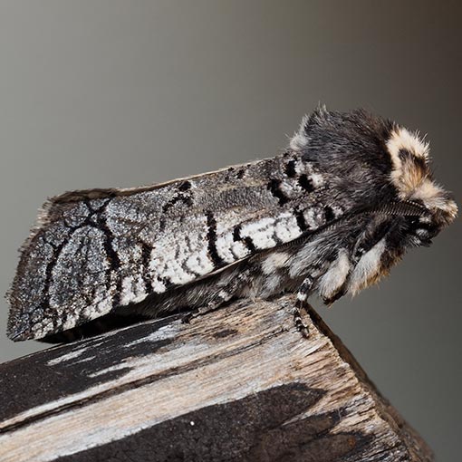 Zyganisus fulvicollis, Cossidae, moth, Tasmania