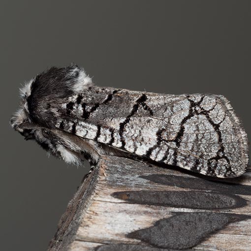 Zyganisus fulvicollis, Cissidae, moth, Tasmania