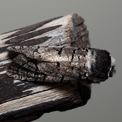 Zyganisus fulvicollis, Cossidae, moth, Tasmania