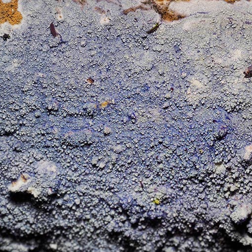 Amaurodon viridis