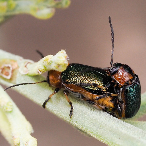 Aporocera consors, Leaf beetle, Tasmania