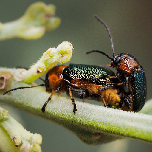 Aporocera consors, Leaf beetle, Tasmania