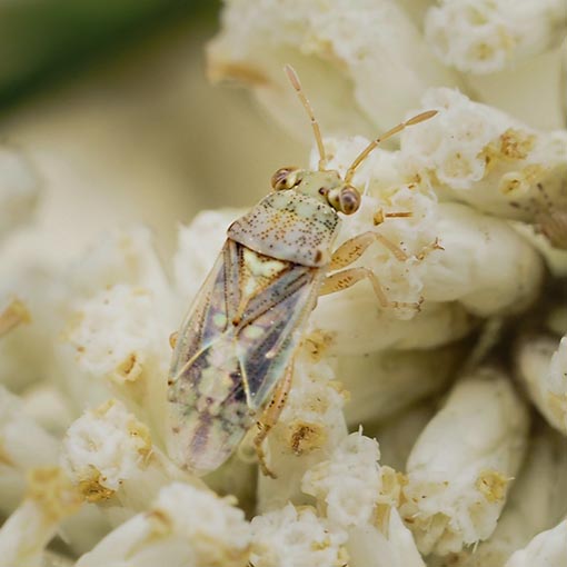 Big-eyed bug, Germalus sp., Tasmania