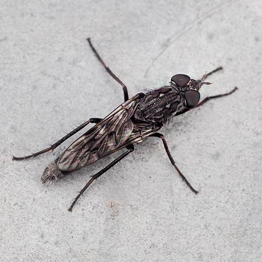 Bonjeania actuosa, Therevidae, Tasmania