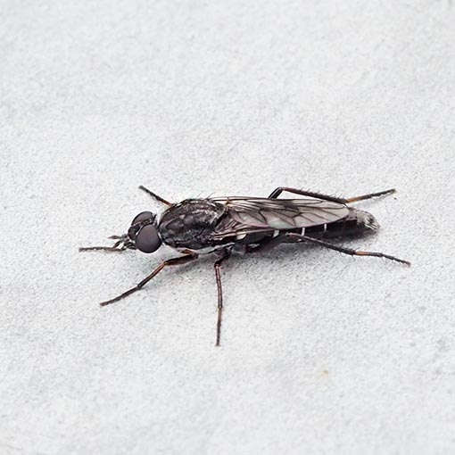 Bonjeania actuosa, Therevidae, fly, Tasmania