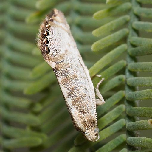 Eupselia melanostrepta, Hypertrophidae, Tasmania, moth