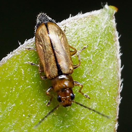 Monolepta sp., Chrysomelidae, leaf beetle, Tasmania