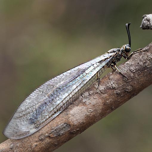 Myrmeleontidae sp. | About Tasmania