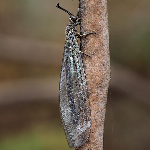 Antlion Lacewing, Myrmeleontidae sp., Tasmania