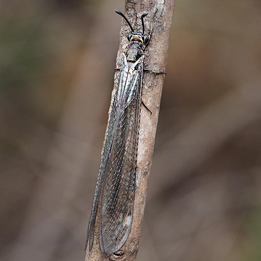 Antlion Lacewing, Myrmeleontidae sp., Tasmania