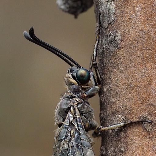 Antlion Lacewing, Myrmeleontidae sp., Tasmania