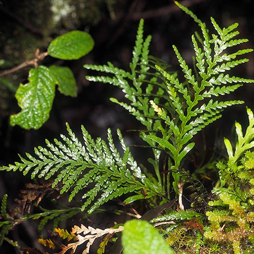 Notogrammitis heterophylla, Tasmania