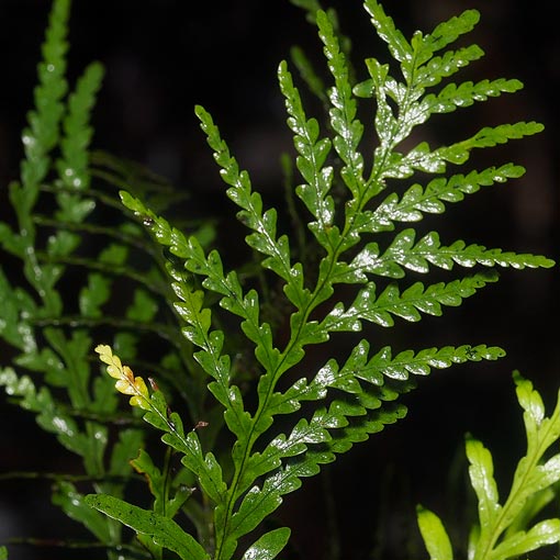Notogrammitis heterophylla, Tasmania