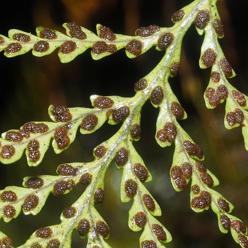 Notogrammitis heterophylla, Tasmania