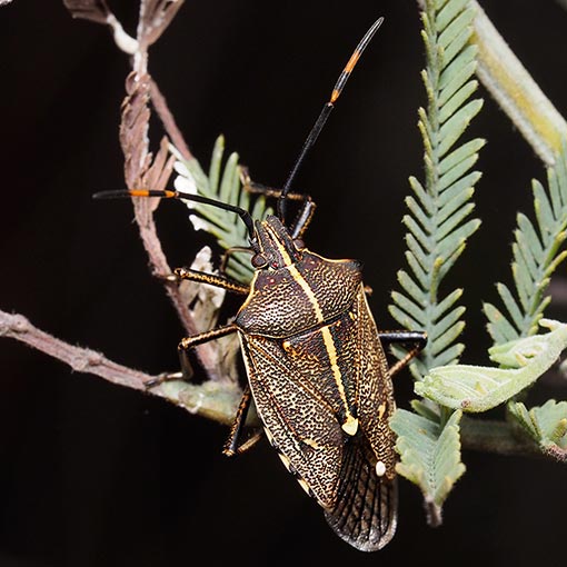 Gum Tree Shield Bug, Omyta centrolineata, Pentatomidae, Tasmania