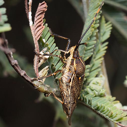 Gum Tree Shield Bug, Omyta centrolineata, Pentatomidae, Tasmania
