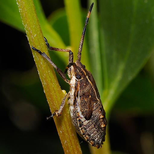 Gum Tree Shield Bug, Omyta centrolineata, nymph, Pentatomidae, Tasmania