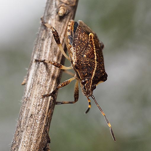 Oncocoris geniculatus | About Tasmania