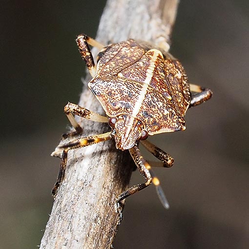 Shield bug, Oncocoris cf. geniculatus, Pentatomidae, Tasmania