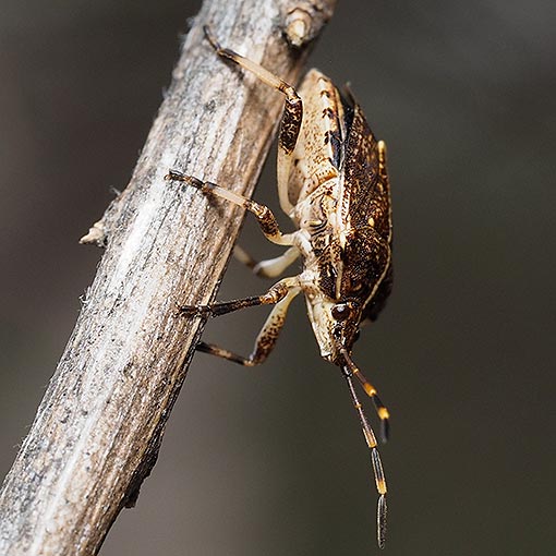 Shield bug, Oncocoris cf. geniculatus, Pentatomidae, Tasmania