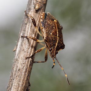 Oncocoris geniculatus