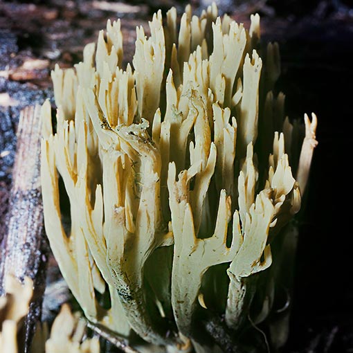 Ramaria abietina, Tasmania