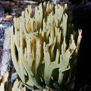 Ramaria abietina