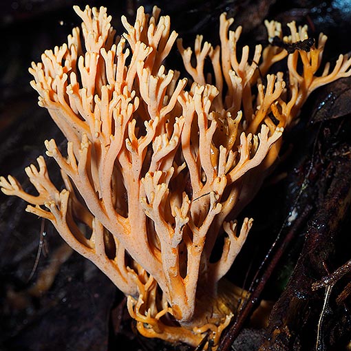Ramaria anziana, fungi, Tasmania