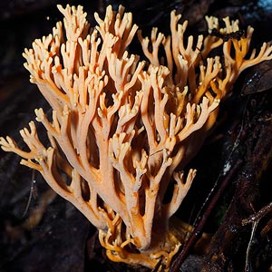 Ramaria anziana