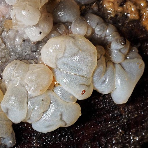 Tremella encephala, Tasmania
