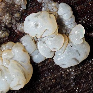 Tremella encephala