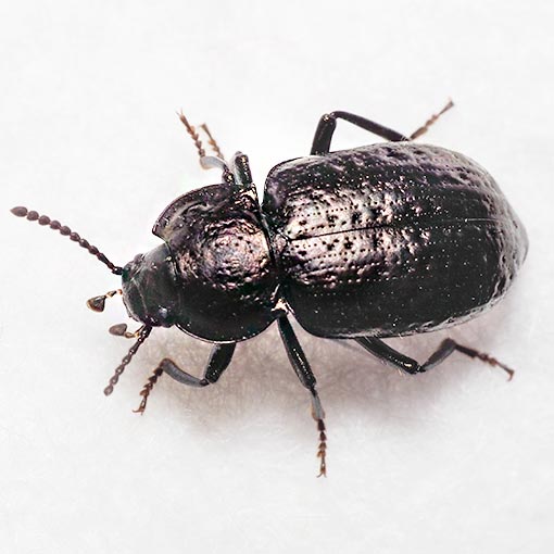 Adelium abbreviatum, Tenebrionidae, Darkling Beetles, Tasmania