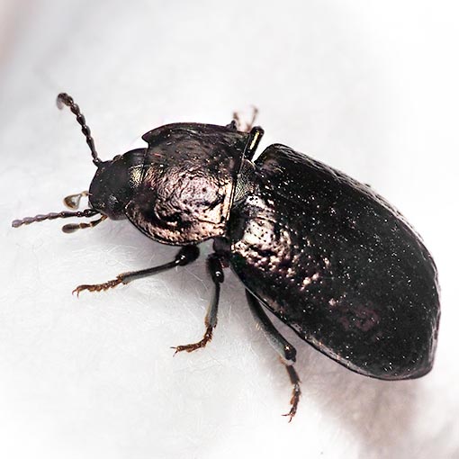 Darkling beetle, Adelium abbreviatum, Tasmania