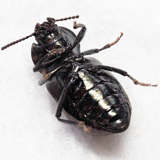 Darkling beetle, Adelium abbreviatum, Tasmania