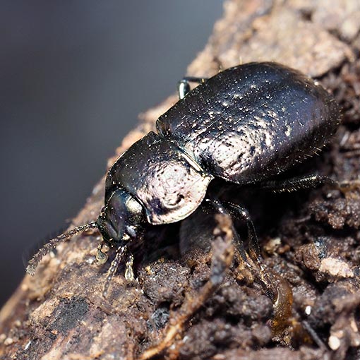 Darkling beetle, Adelium abbreviatum, Tasmania