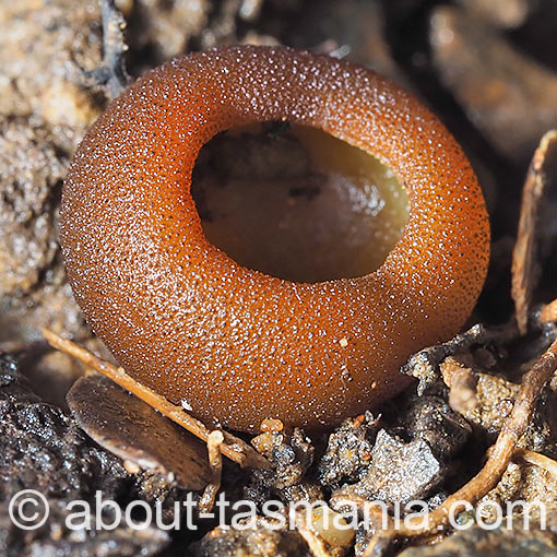 Aleurina ferruginea, Tasmania