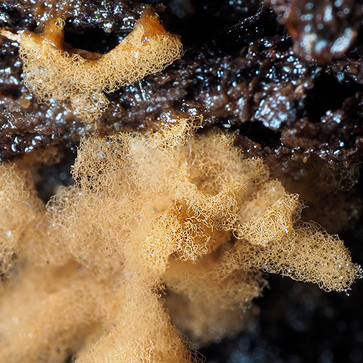 Arcyria obvelata, myxomycetes, Tasmania