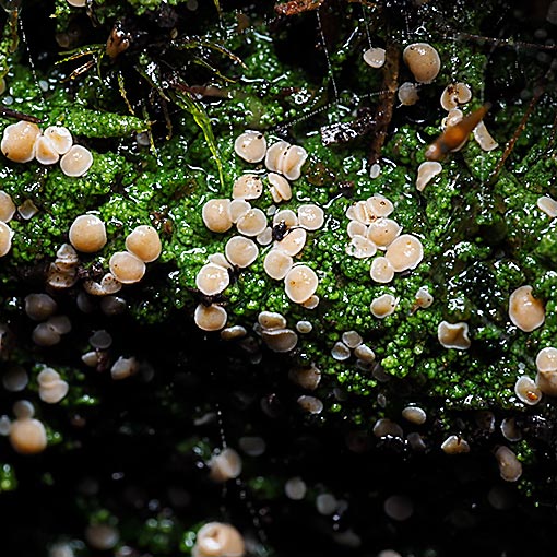 Baeomyces heteromorphus, Tasmania