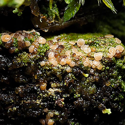Baeomyces heteromorphus, Tasmania