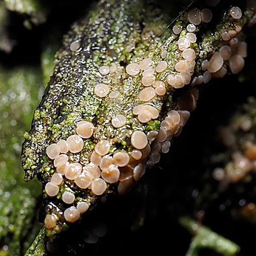 Baeomyces heteromorphus, Tasmania
