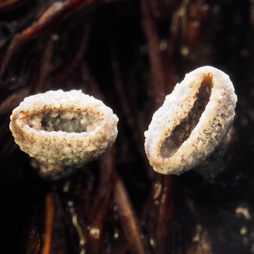 Banksiamyces toomansis, fungi, Tasmania