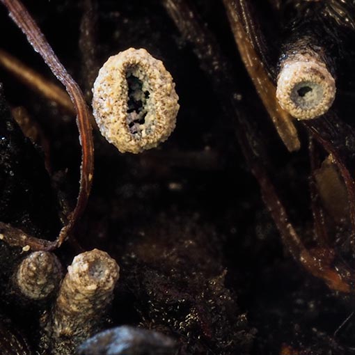 Banksiamyces toomansis, fungi, Tasmania
